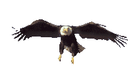 eagel.gif